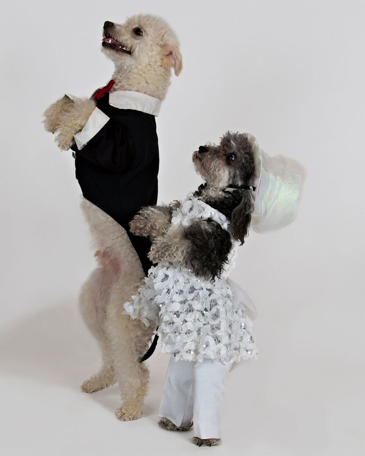 The Olate Dogs